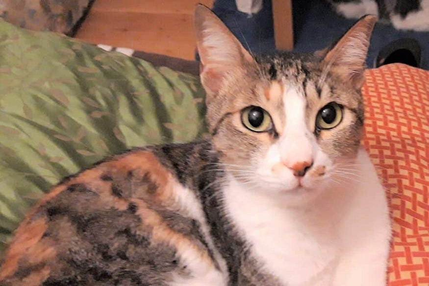 Do House Cats See in Color: Surprising Facts Revealed