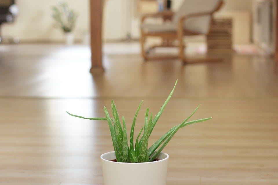 Aloe Vera in Feng Shui: Harnessing Luck with Aloe Vera Flowers | by Bhawana  Rathore | Medium