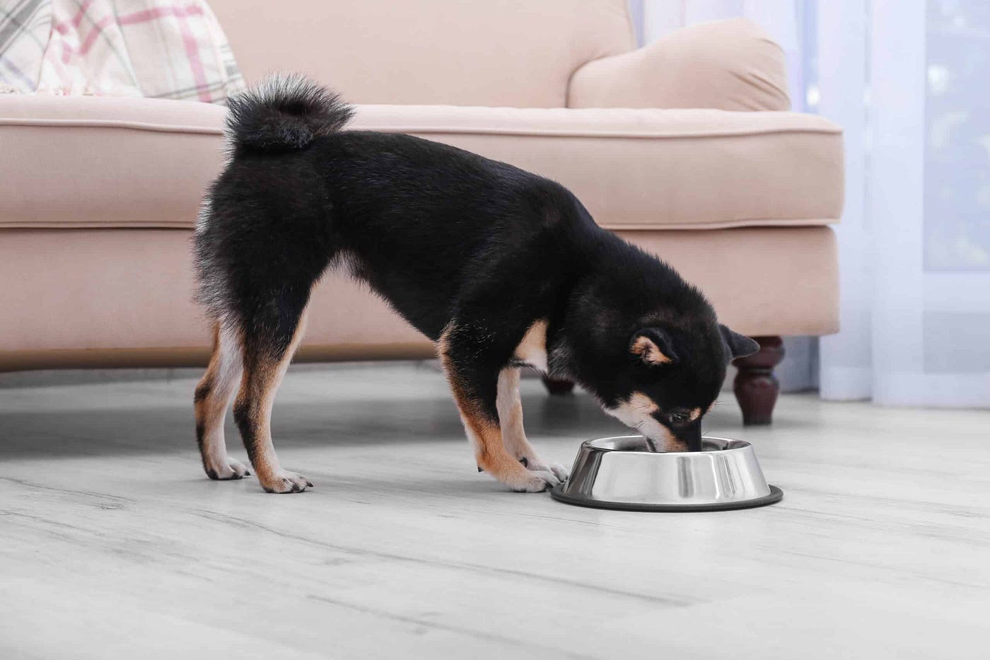Futter für Hunde mit Gelenkproblemen