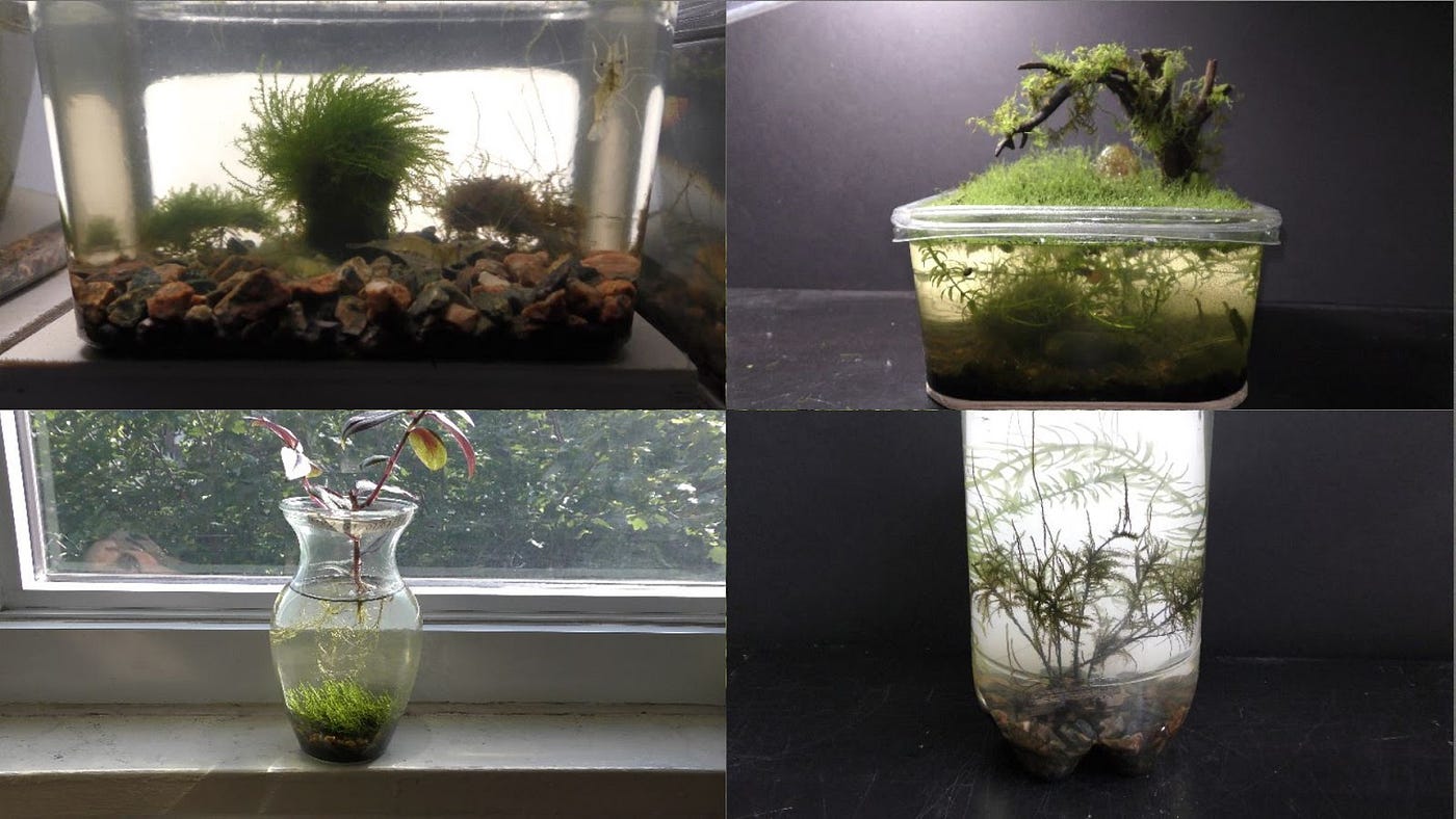 How to Plant and Grow Moss in 6 Simple Steps