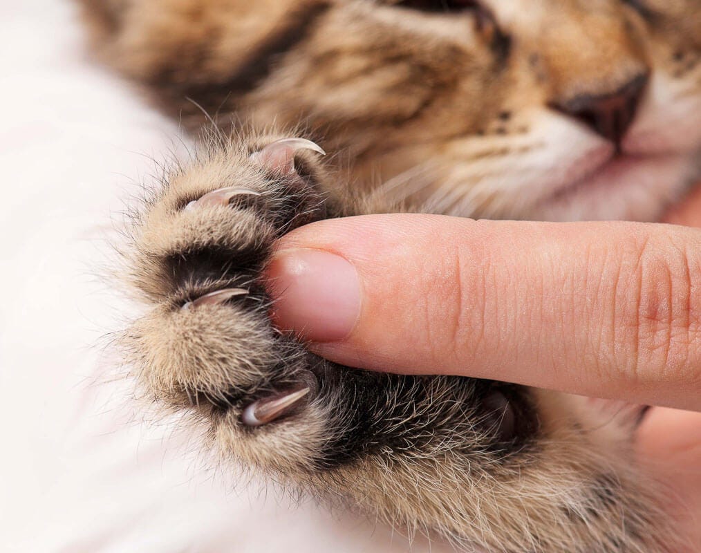 Making Biscuits Cats Padding Paws Happy Kneading Cat Hand Drawn