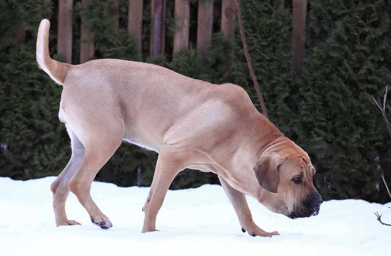 Fila Brasileiro, Information & Dog Breed Facts