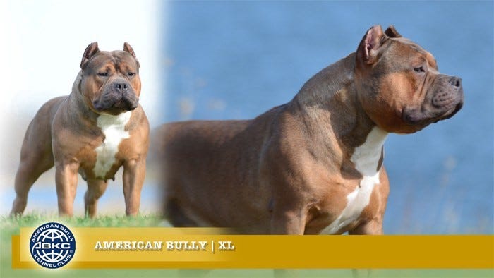 Exploring the 2023 American Bully Prices: How Much Does the Perfect  Companion Cost? 