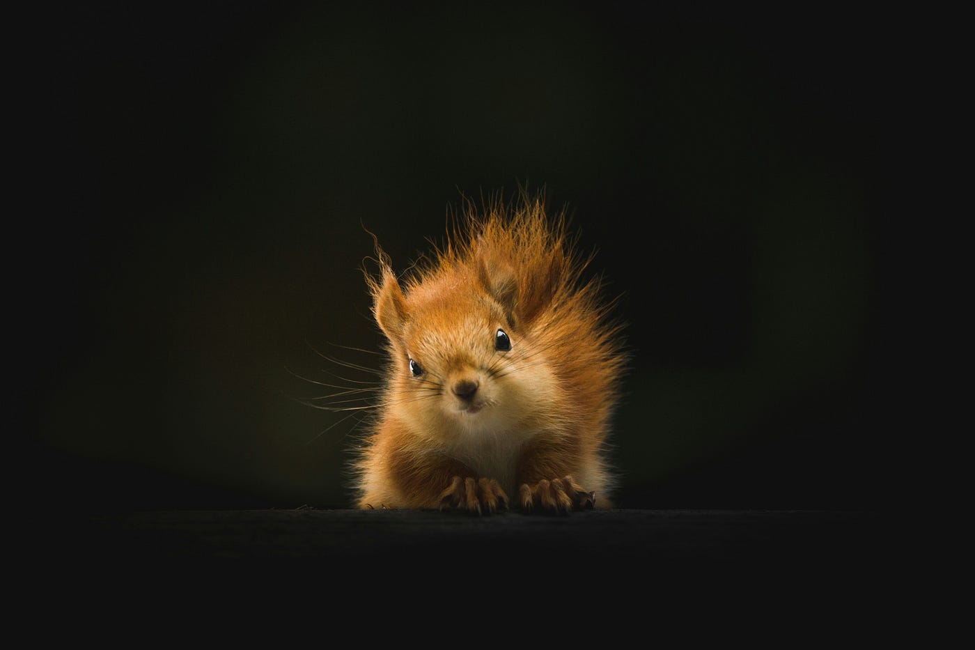 Photo by Geranimo on Unsplash