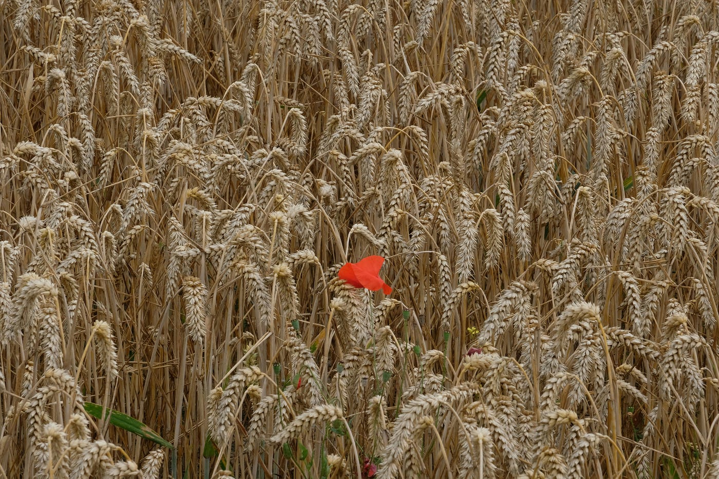 Photo by Boudewijn Huysmans on Unsplash
