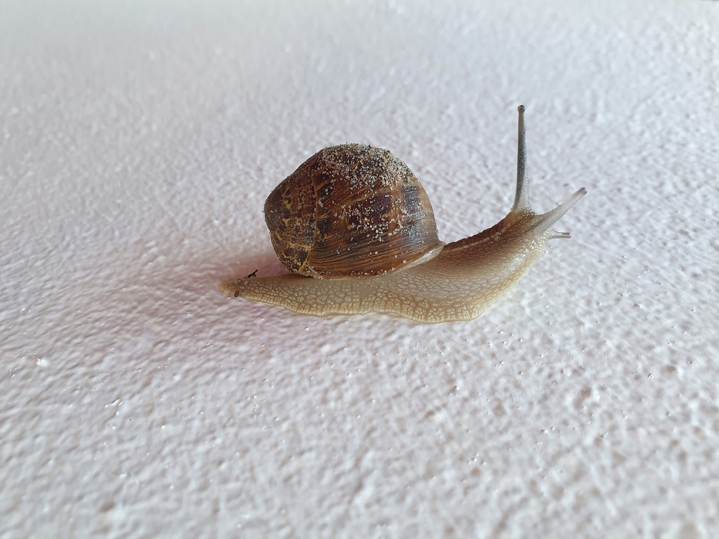 Snail by Tania Melnyczuk on Unsplash