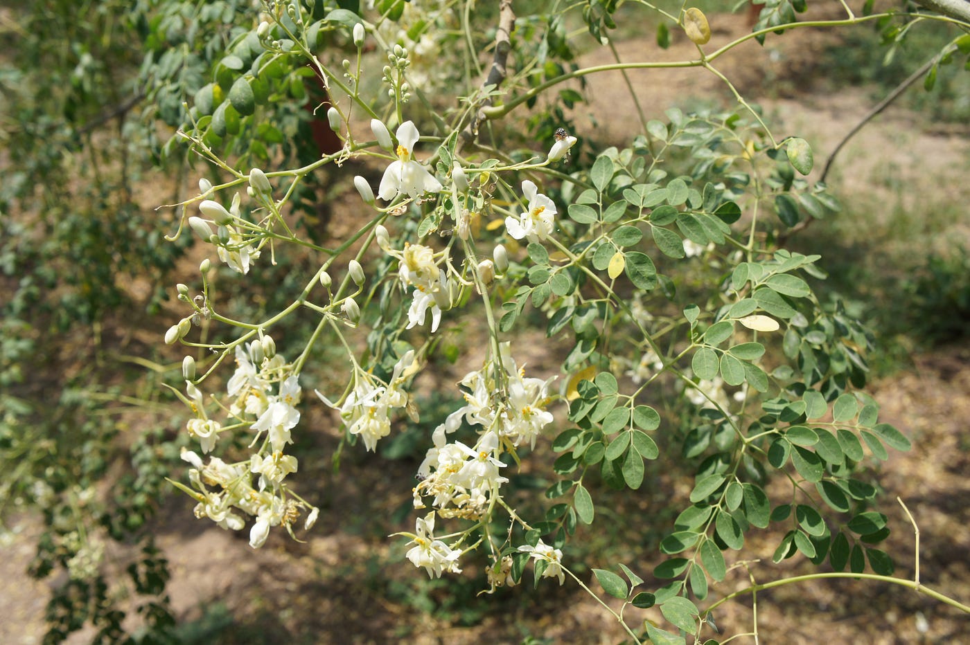 https://upload.wikimedia.org/wikipedia/commons/c/c6/Flowers_of_Moringa_oleifera_%28Drumstick_tree%29.jpg