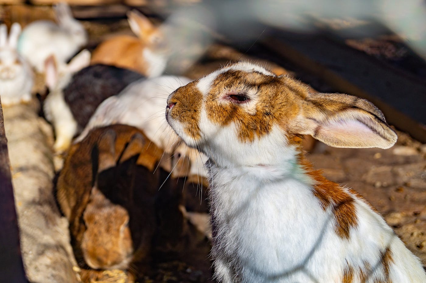 Do Outdoor Rabbits Need a Litter Box? - Backyard Bunny News - Medium