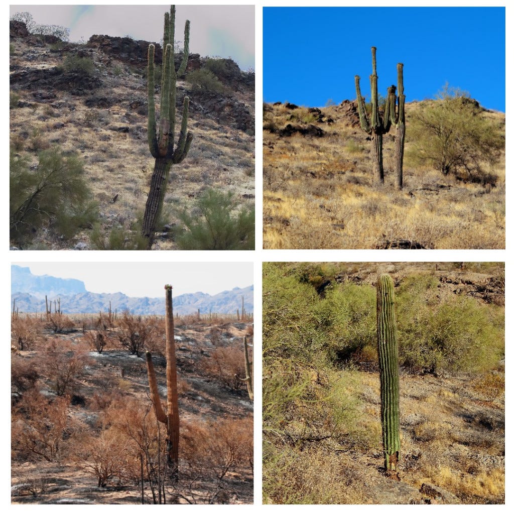 Saguaro cactus is imperiled by climate change and humans