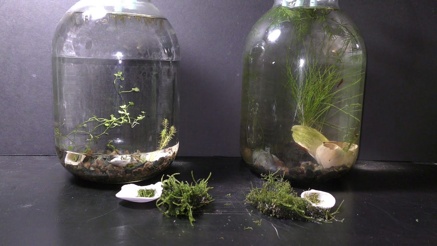 Two Ways to Grow Land Moss Underwater, by Michael Langerman