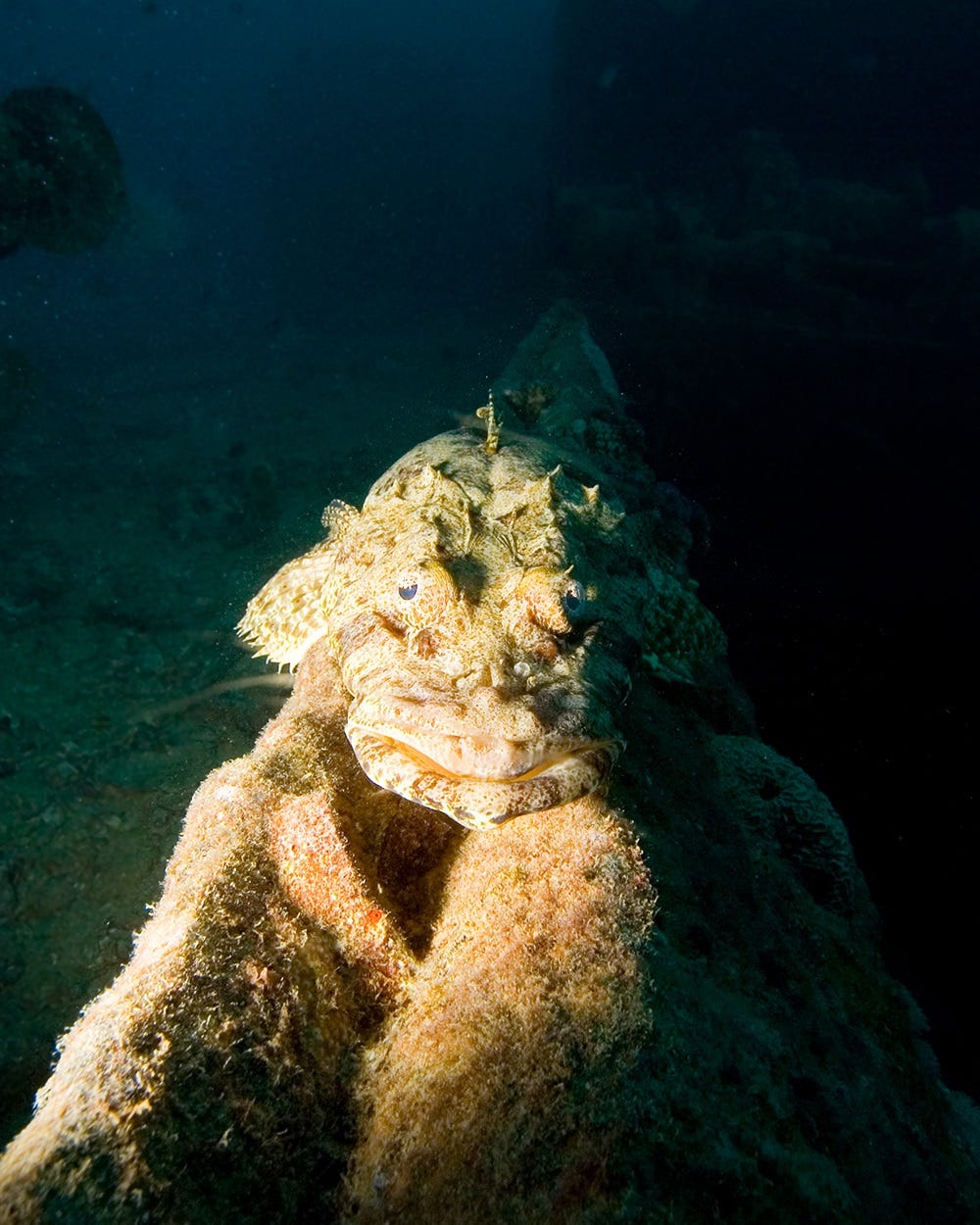 Mixed Fish Camouflage