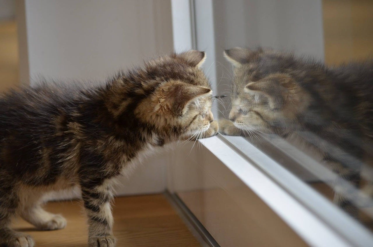 Curious kitten gazing at its reflection in a window, a moment of self-discovery and mindfulness. Perfect inspiration for reflection, daily reminders, and finding joy in life’s simple moments.