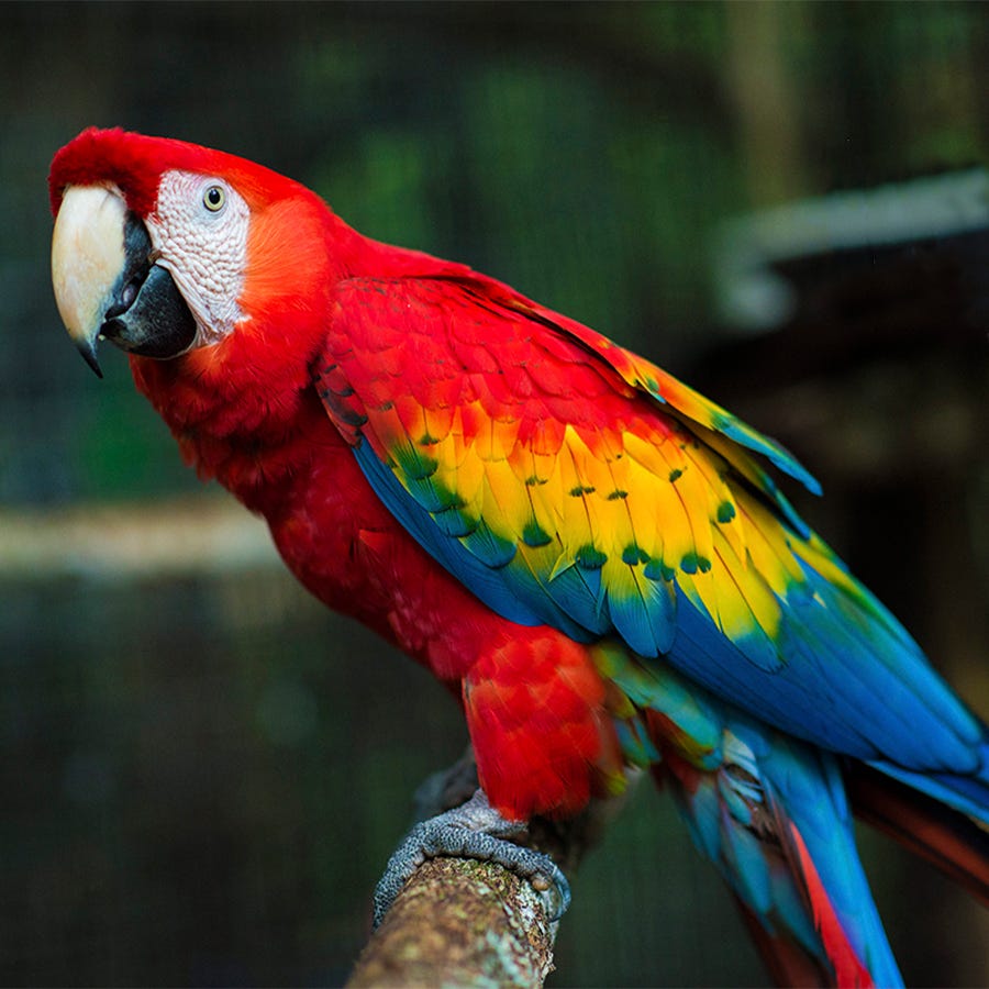 The Scarlet Macaw | by Caribbean Culture and Lifestyle- Belize | Medium