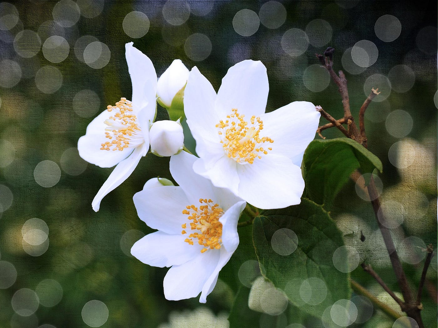 le jasmin divin : mythes d’amour et d’âme — Pétales d’histoire