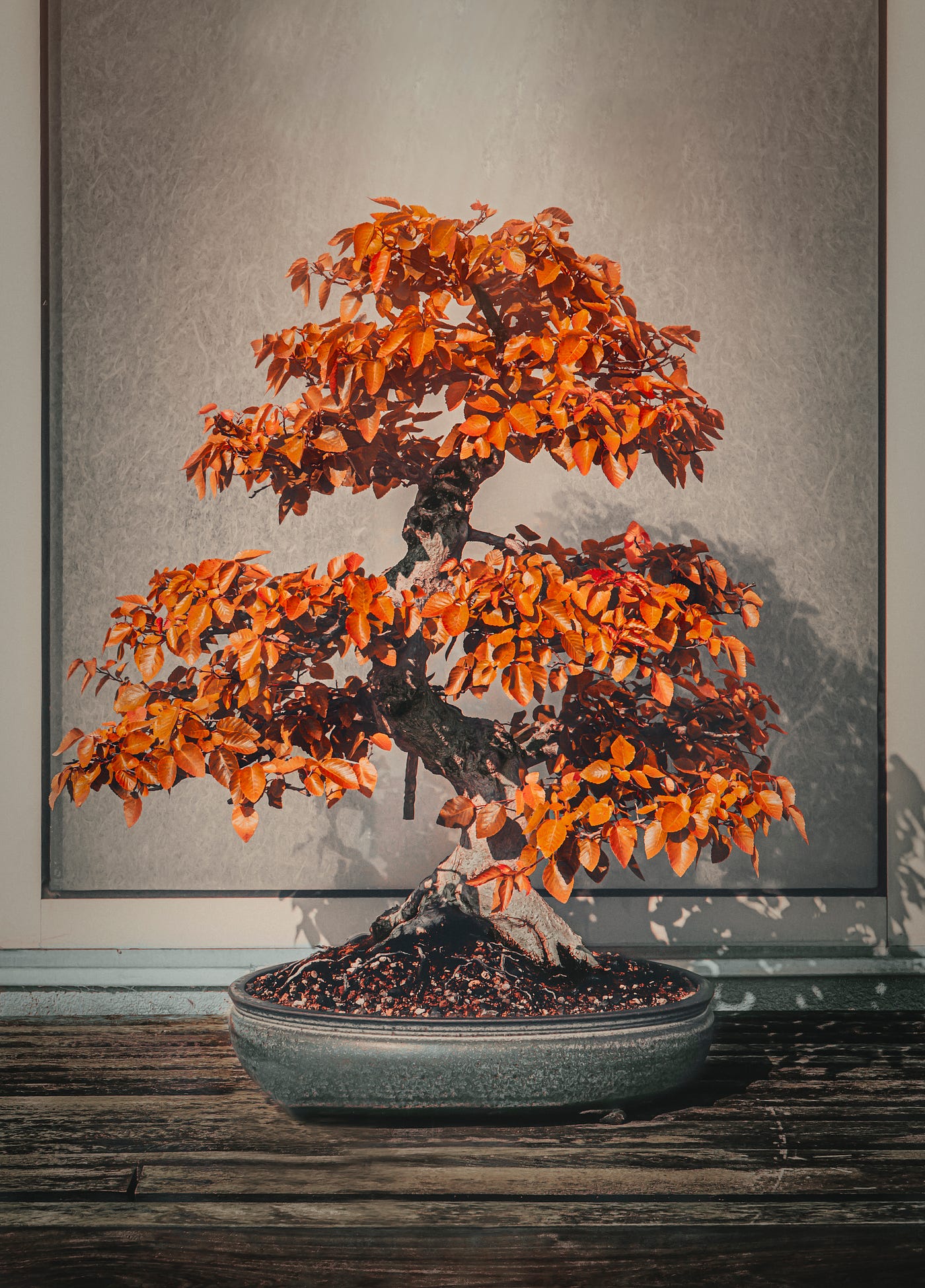 taxus media hicksii bonsai Taxus x media 'Hicksii' – The Garden Corner main image 1