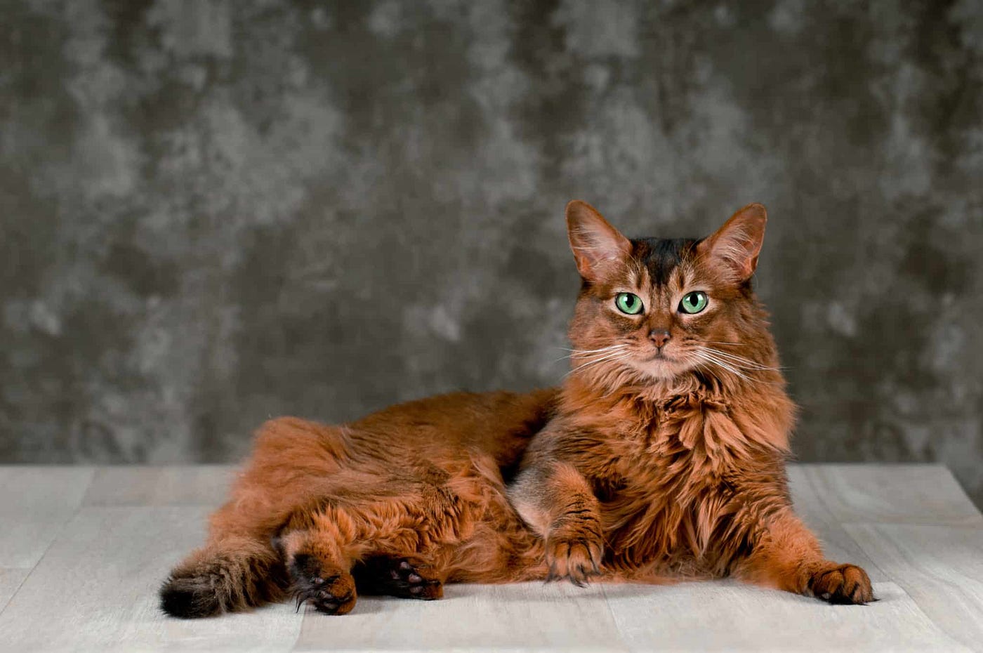 Magazin für Katzen — Katzenrassen: Alles über Somali