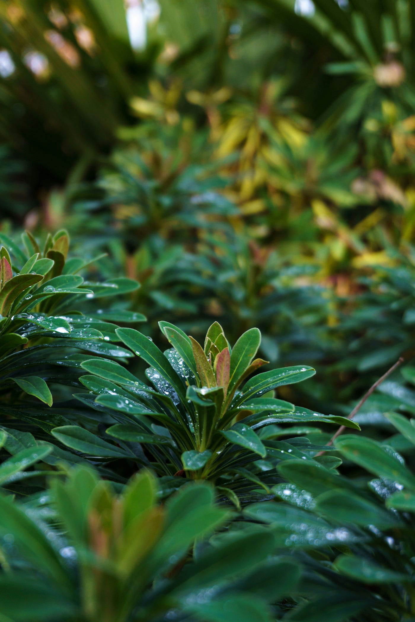 Guttation: Why Your Plants are "Sweating" | Medium