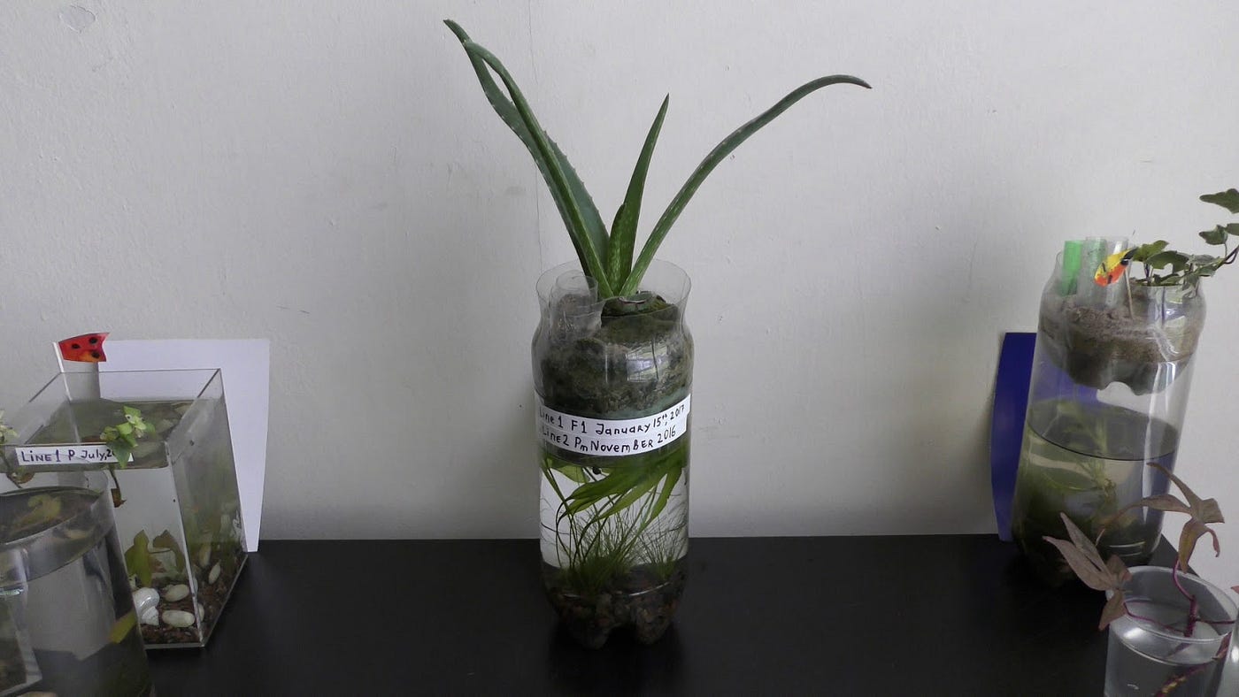 Growing Aloe on Top of Aquarium. December 31st, 2016 | by Michael Langerman  | Medium