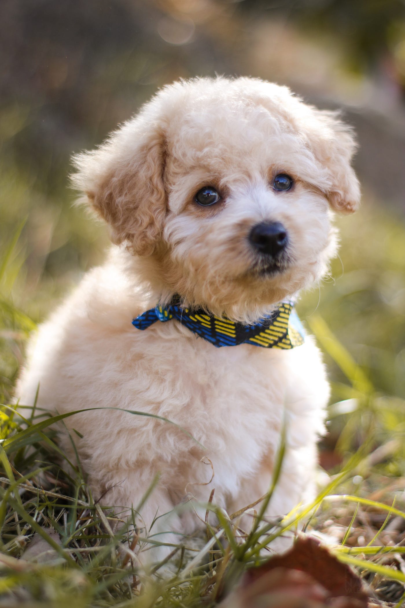 Why Poodles are the Worst: Busting Myths & Facts!