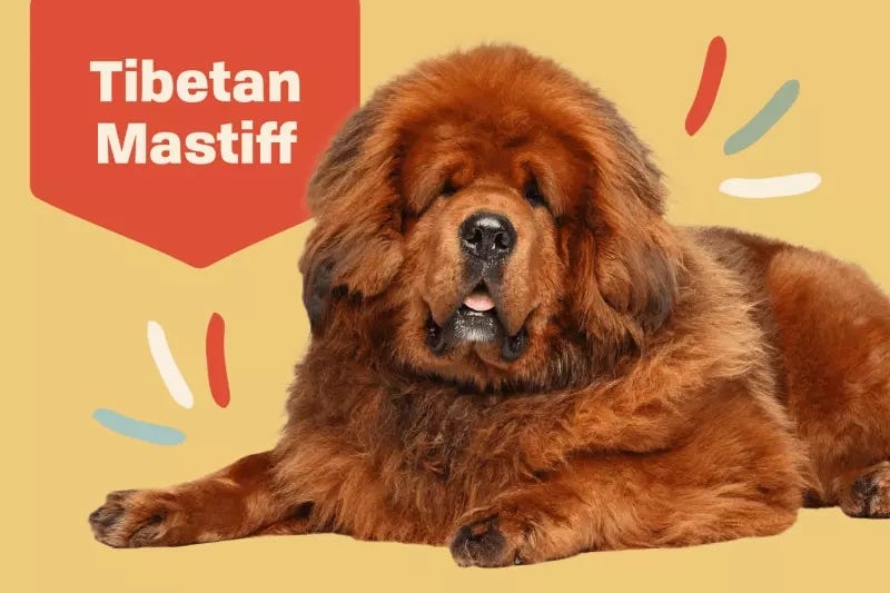 How to Take Care of a Pomsky Expert Tips Unveiled Pomsky Guide