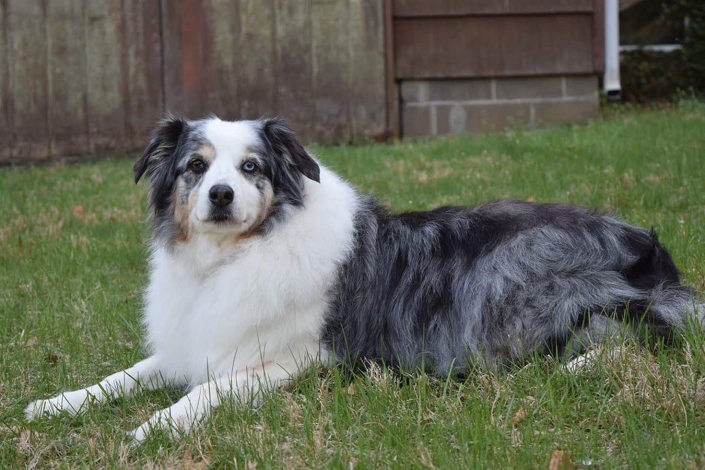 7 Things About Owning an Australian Shepherd