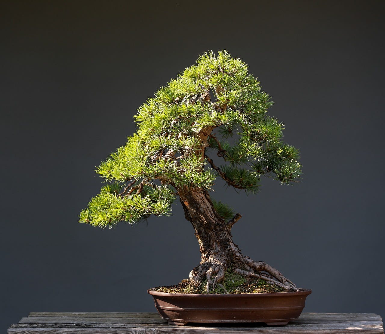 large jade plant New Sunset Jade main image 0