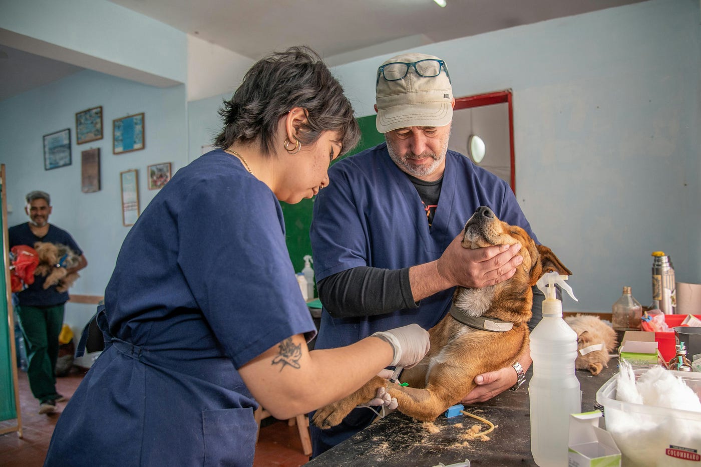 best pet hospital in hyderabad