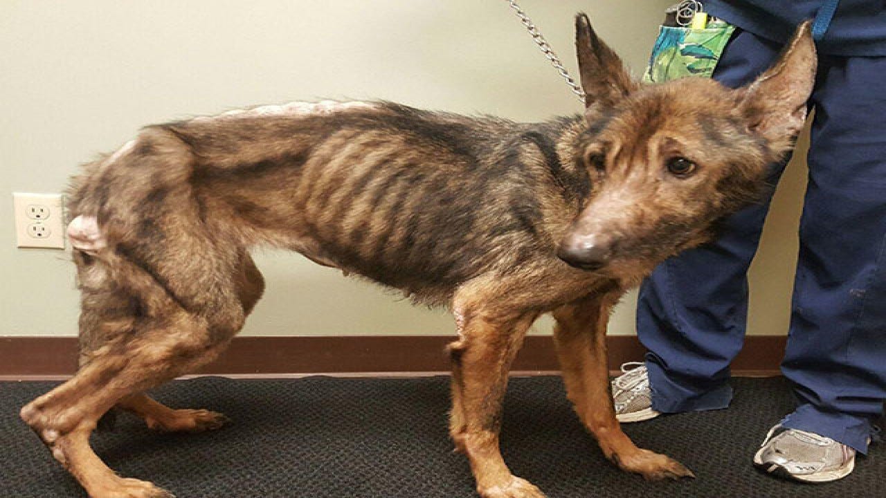 Neglected And Abused Animals neglected-and-abused-animals
