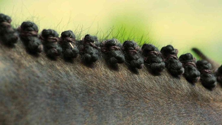 Master the Art of Horse Hair Braiding, by Muhammad Ismail