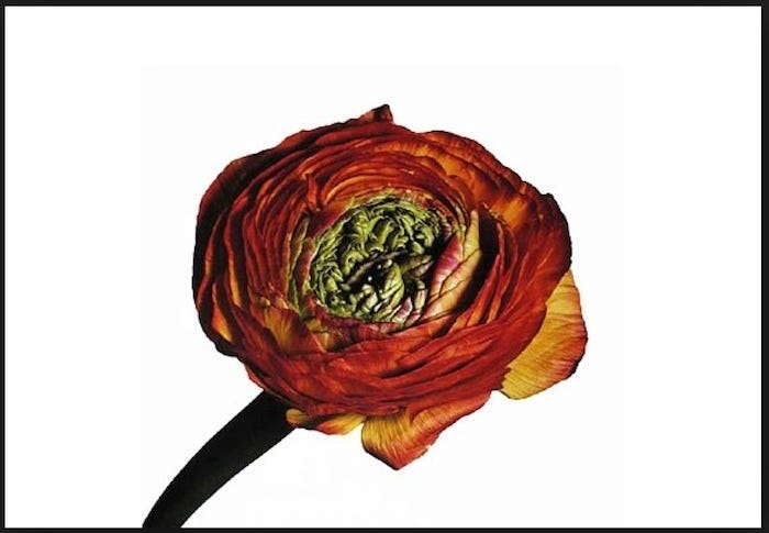 Irving Penn's Unsentimental Flowers | by Jeffrey Roberts | Vantage