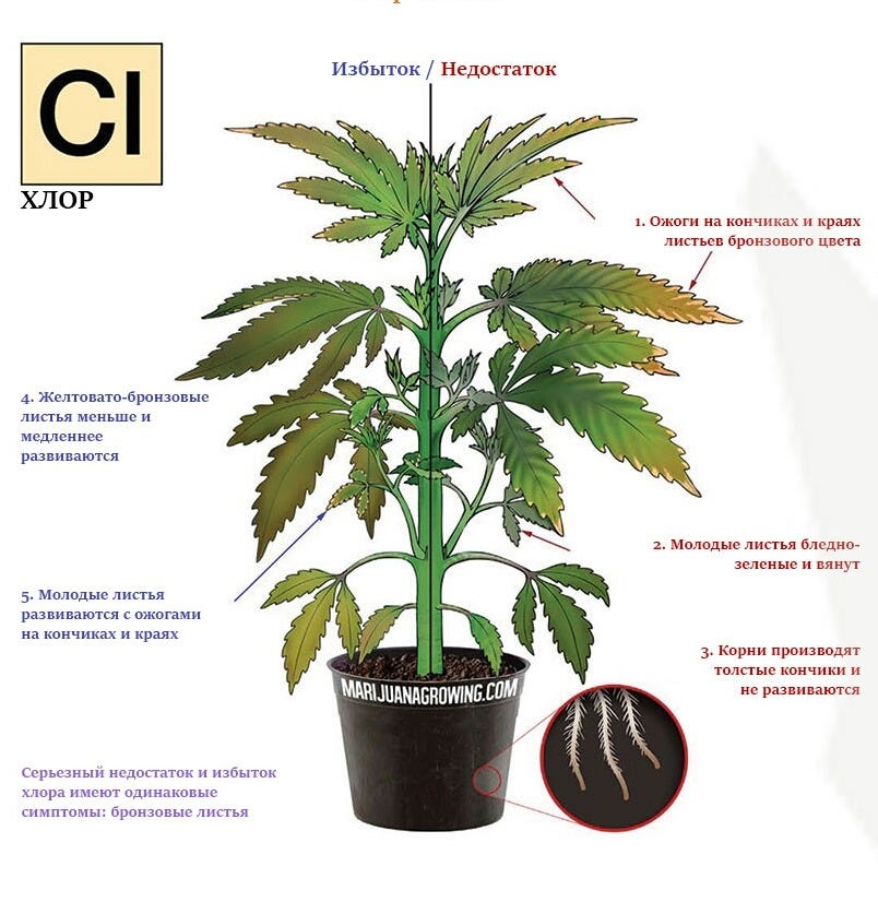 Микроэлементы по листу. Микроэлементы по листу. Недостаток микроэлементов у растений. Дефицит микроэлементов у растений по листьям. Нехватка микроэлементов у растений.