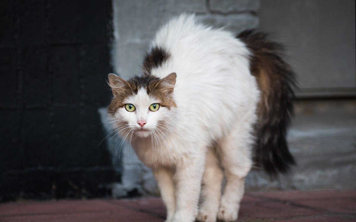 Why Do Cats Arch Their Back: Surprising Reasons Explained