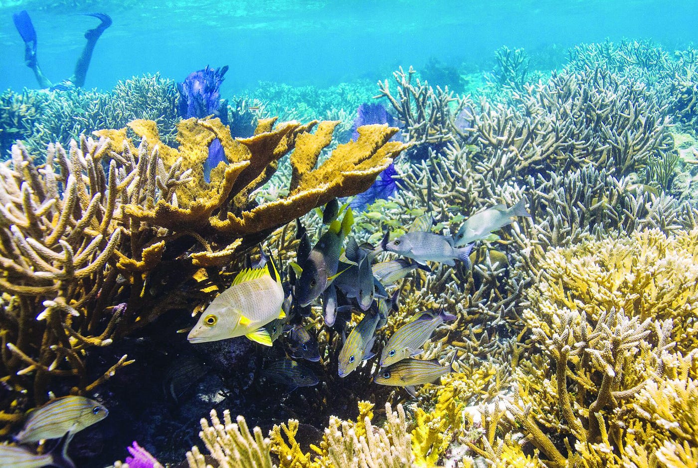 octocrylene coral reef