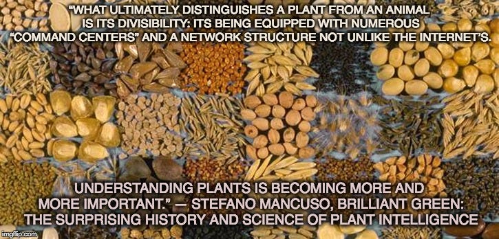 Living Supercomputers: The Story of Seeds | by Vipesh Garg | Medium