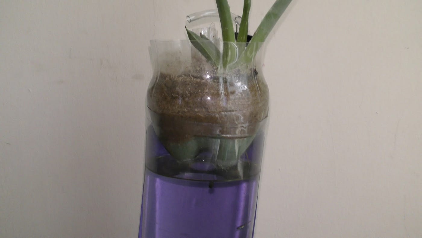 Growing Aloe on Top of Aquarium. December 31st, 2016 | by Michael Langerman  | Medium