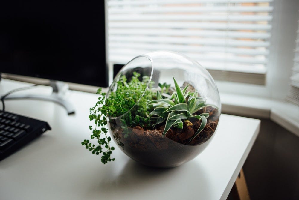 Blog image of a terrarium