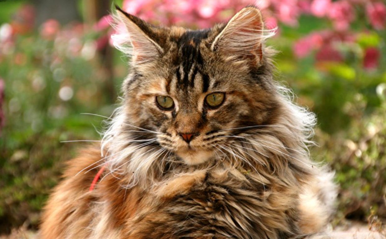The Maine Coon Cat in Autumn Leaves by Maine Coon Cats Medium