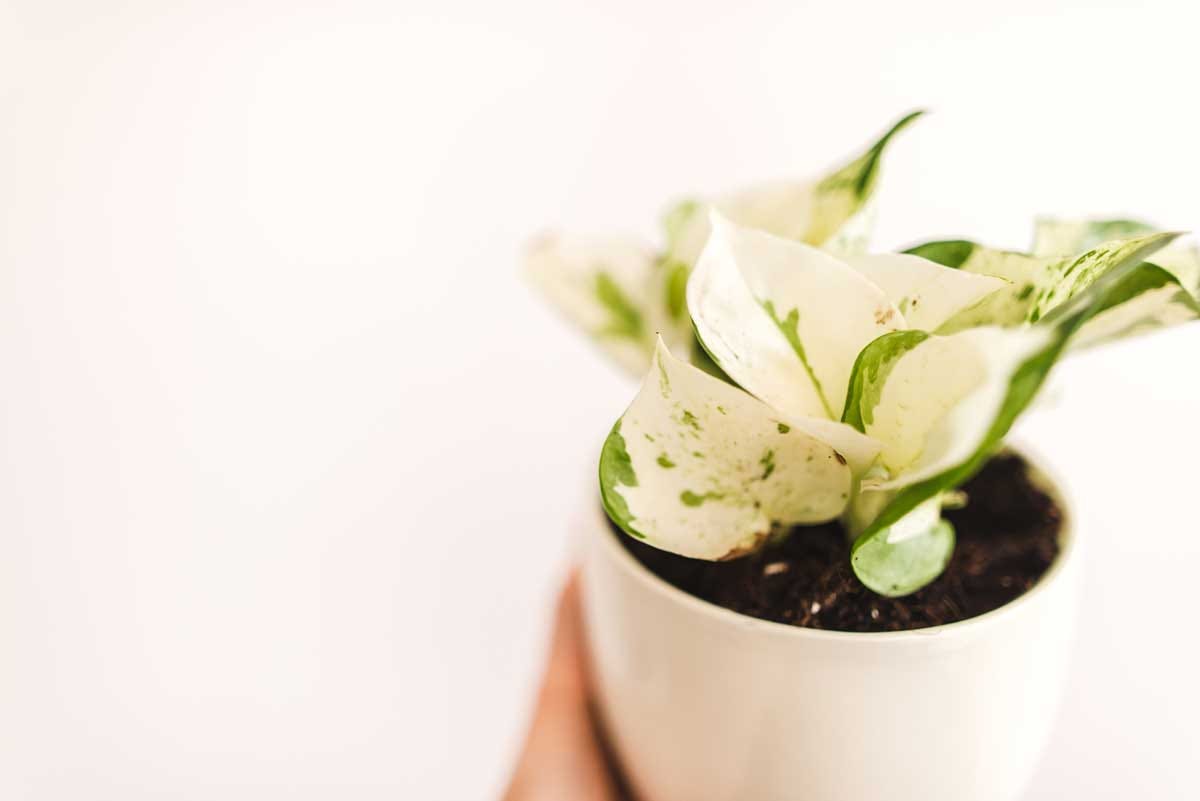 snake plant delivery Yellow and Green Snake Plant | Easy Care Houseplant