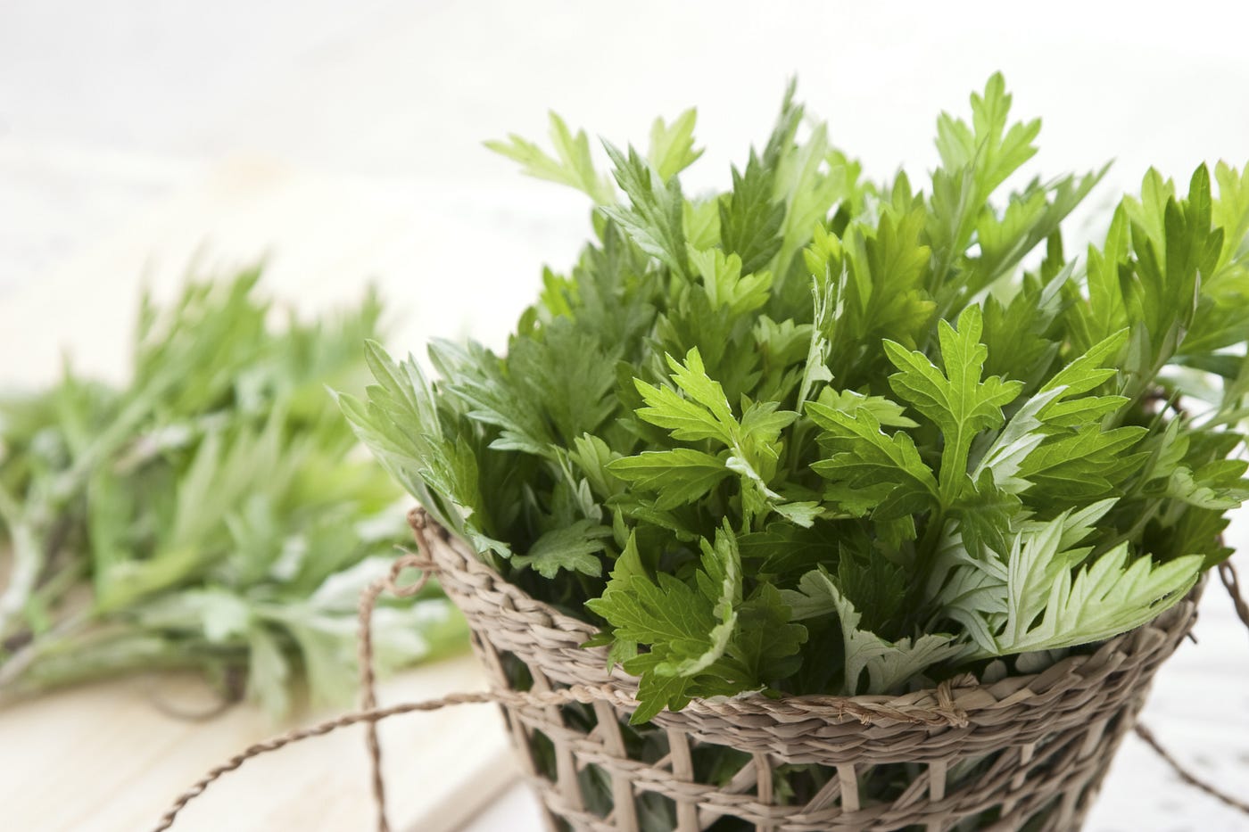 Chinese Herb Mugwort