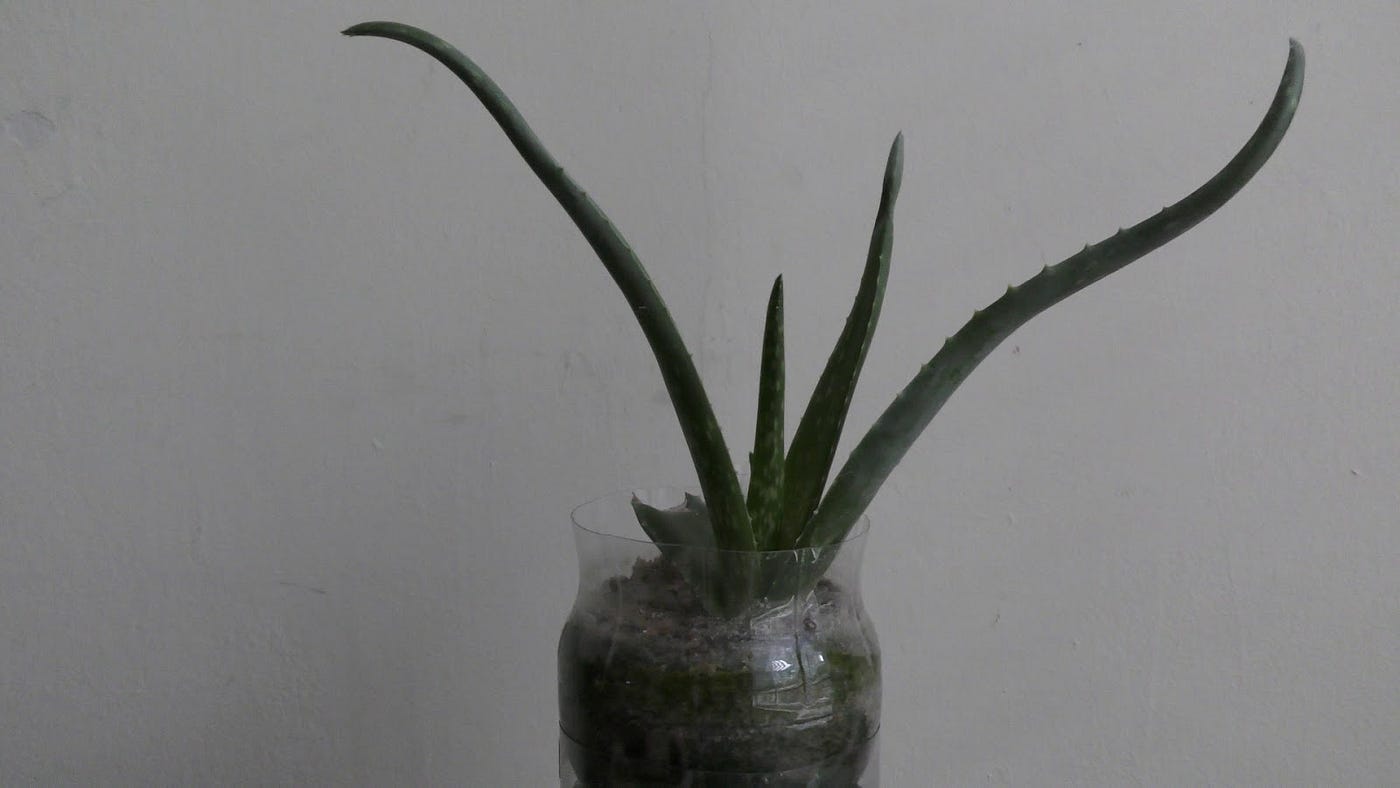 Growing Aloe on Top of Aquarium. December 31st, 2016 | by Michael Langerman  | Medium