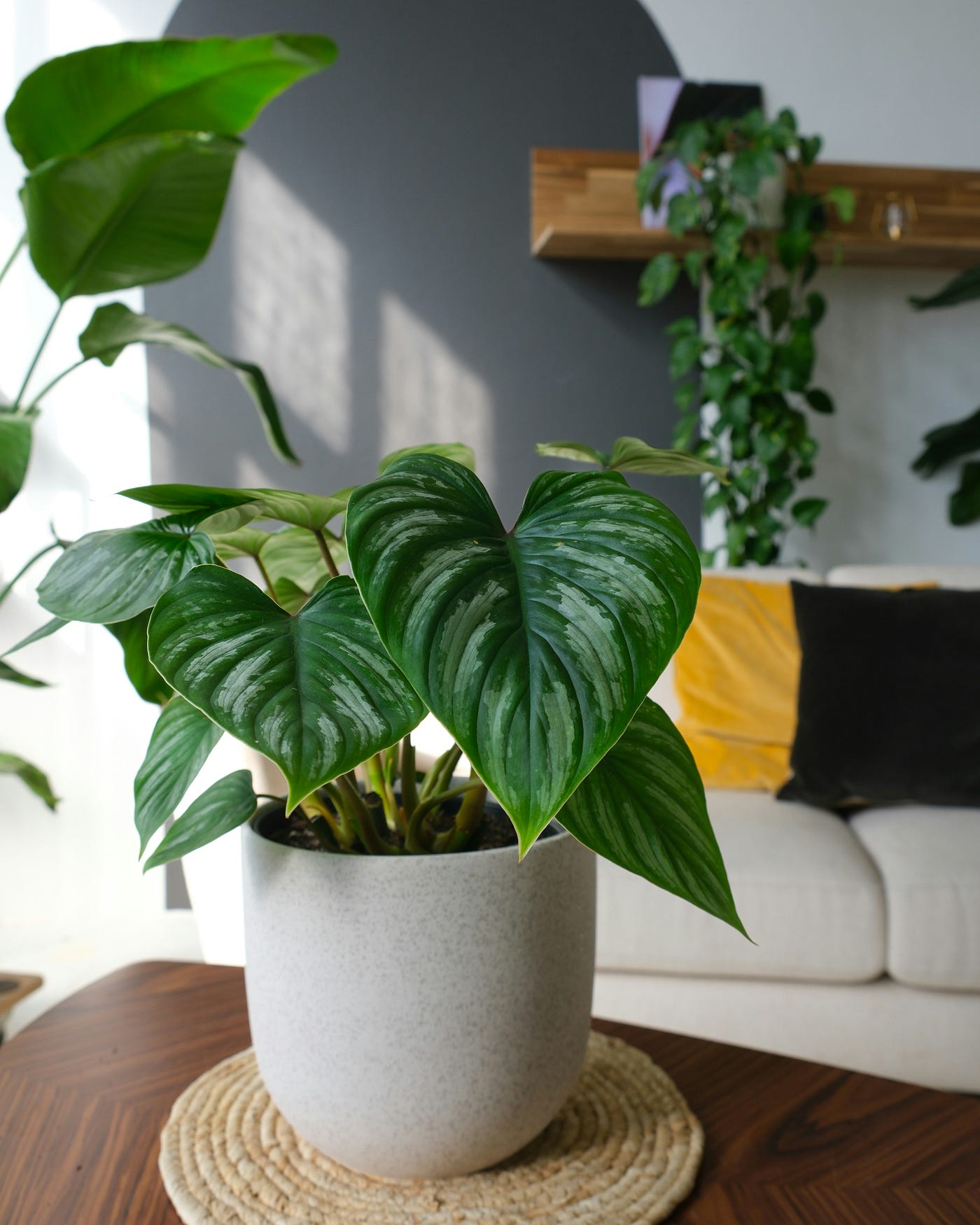 Bringing the Jungle Home Without the Humidity Hassle | by The Houseplant  Guy | Medium