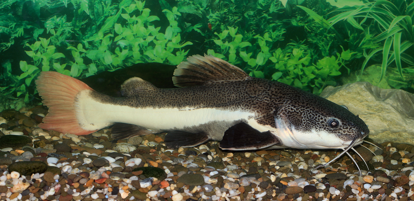 Most expensive deals aquarium fish