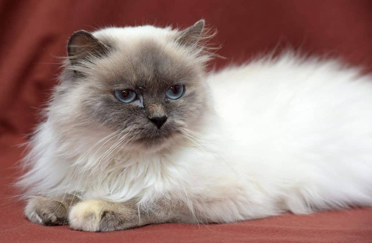 Breeds of Cats With Blue Eyes: Stunning Types You’ll Love