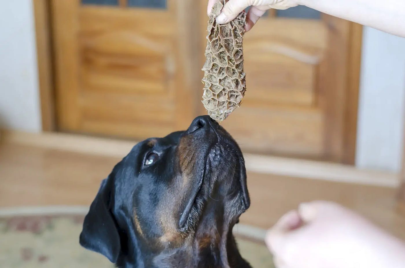 Rottie food clearance