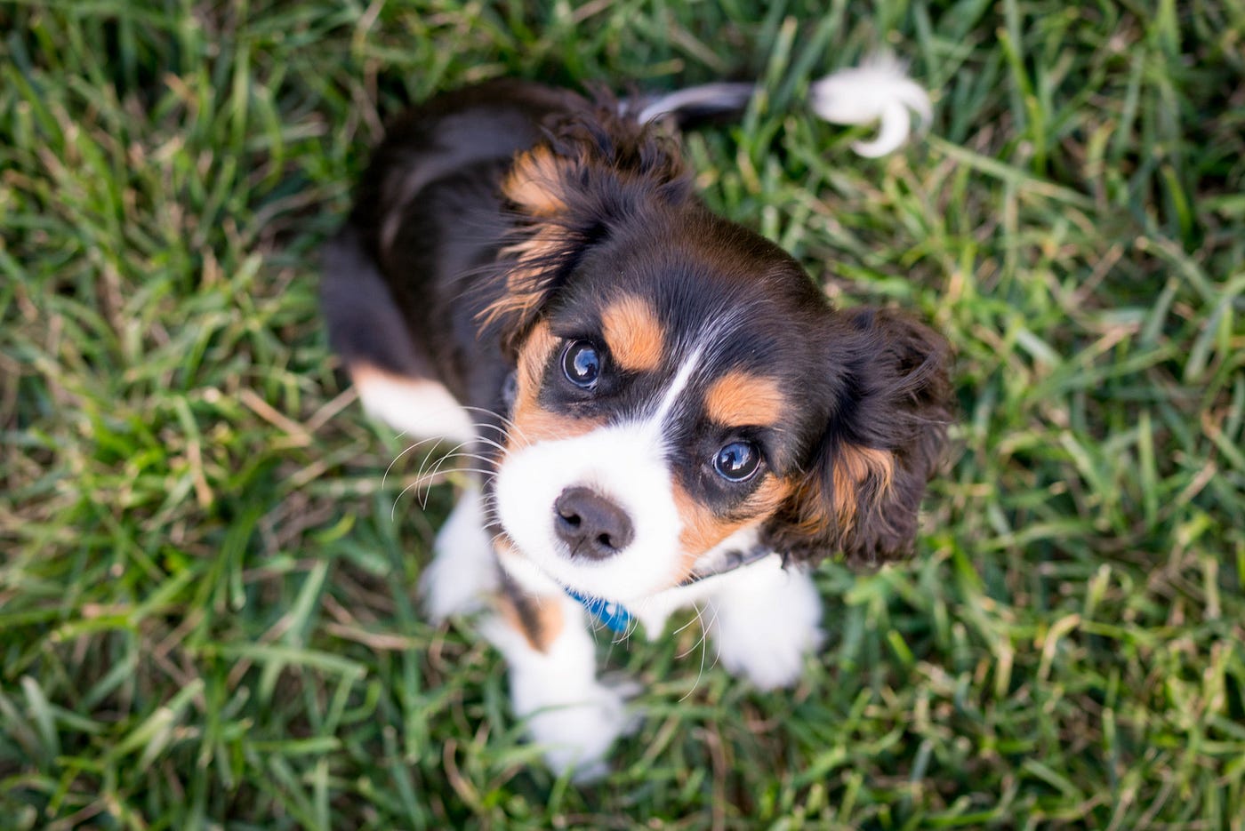 Top adopt a puppy now Top Sale Black Friday