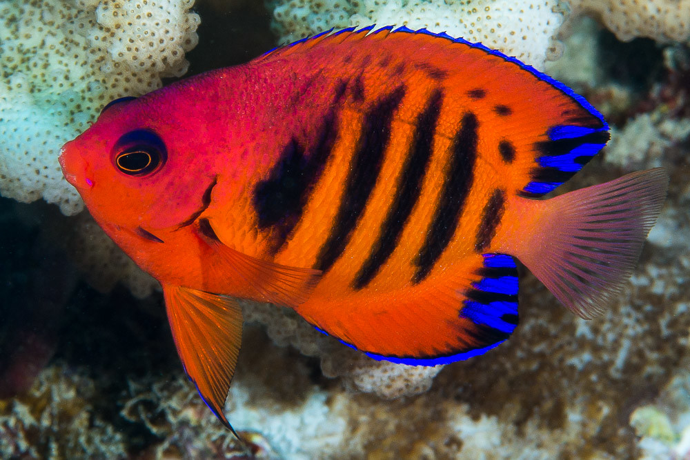 20 Best Fish For Nano Reef Tanks! – CoralFish12g