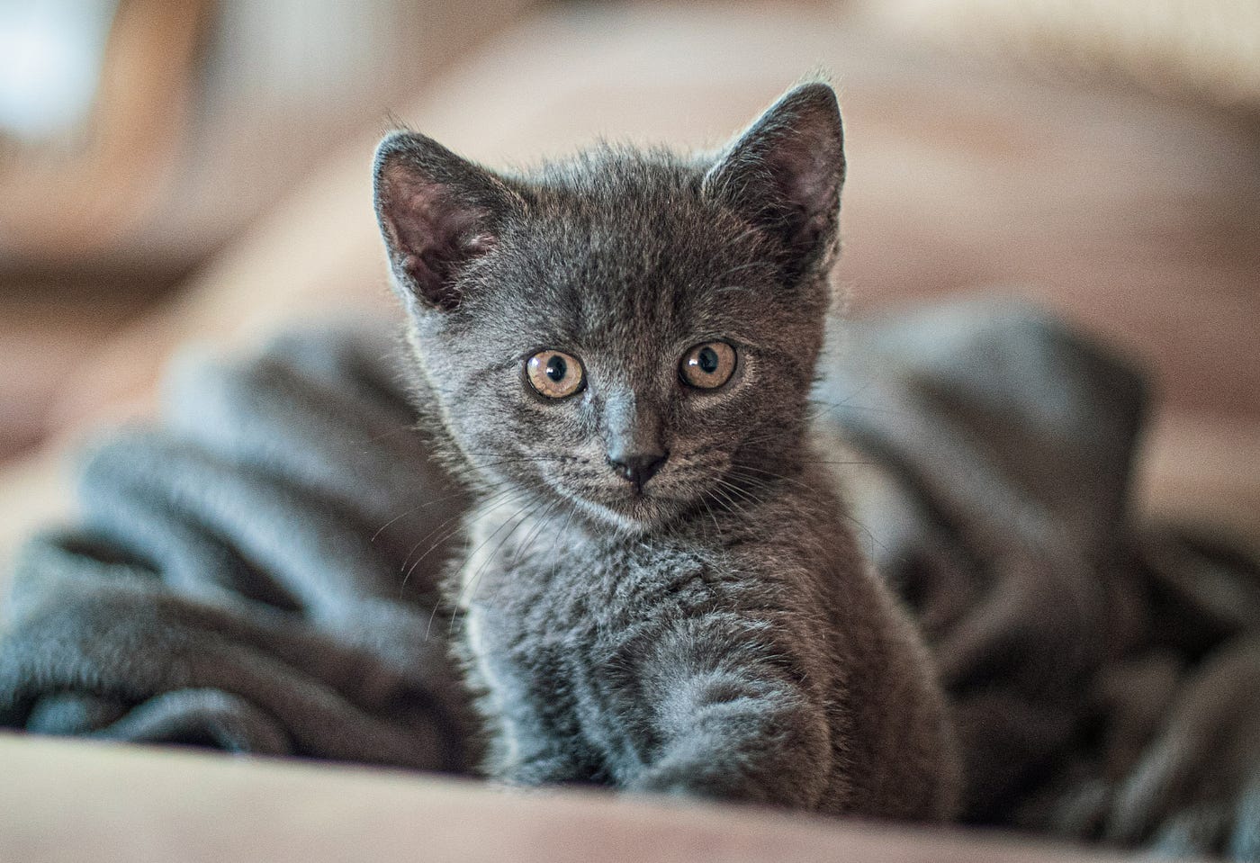 Gray kittens cheap for adoption