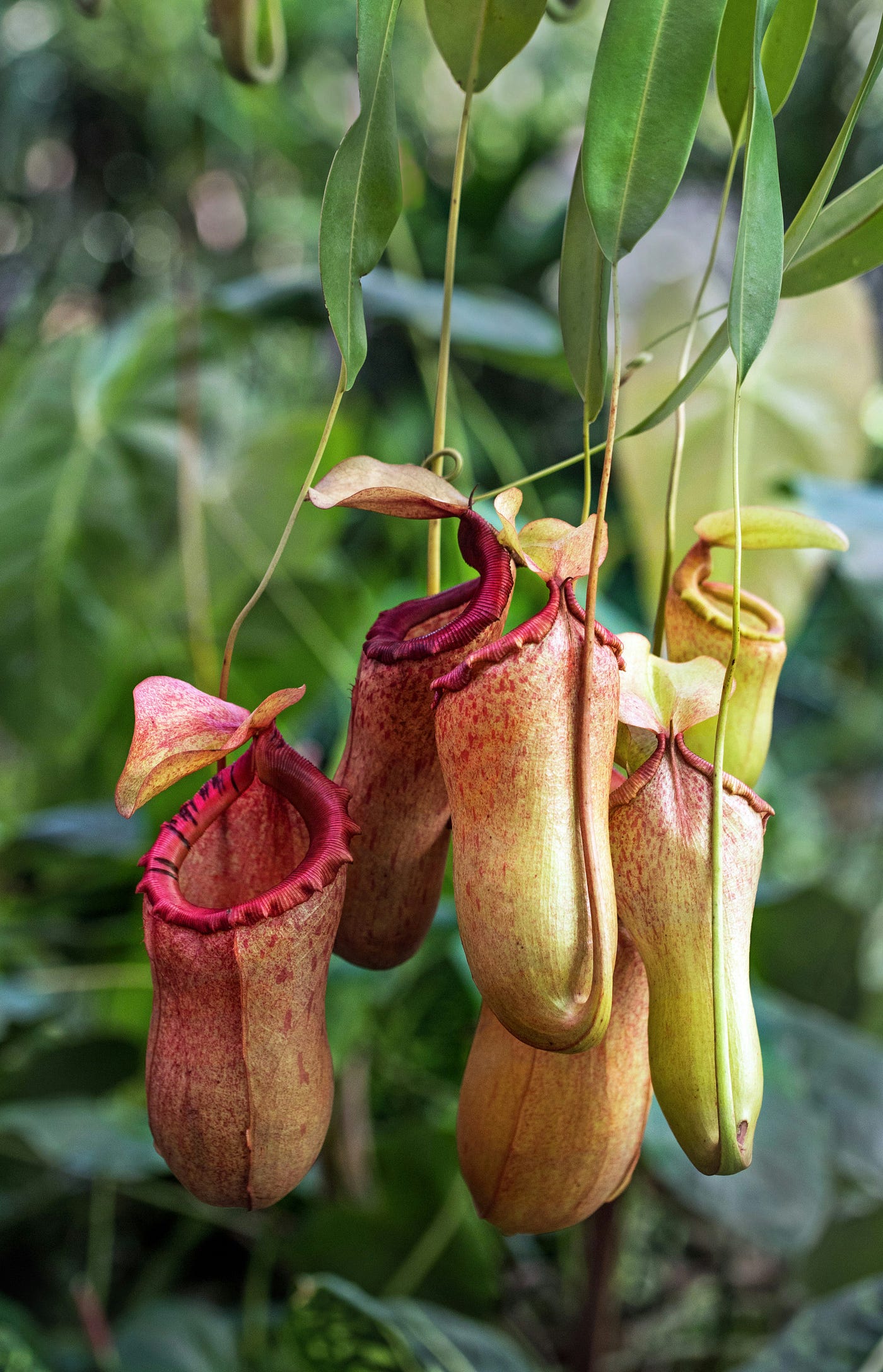 Why are Pitcher Plants so difficult to take care of? | by theDartBoard |  theDartBoard | Medium