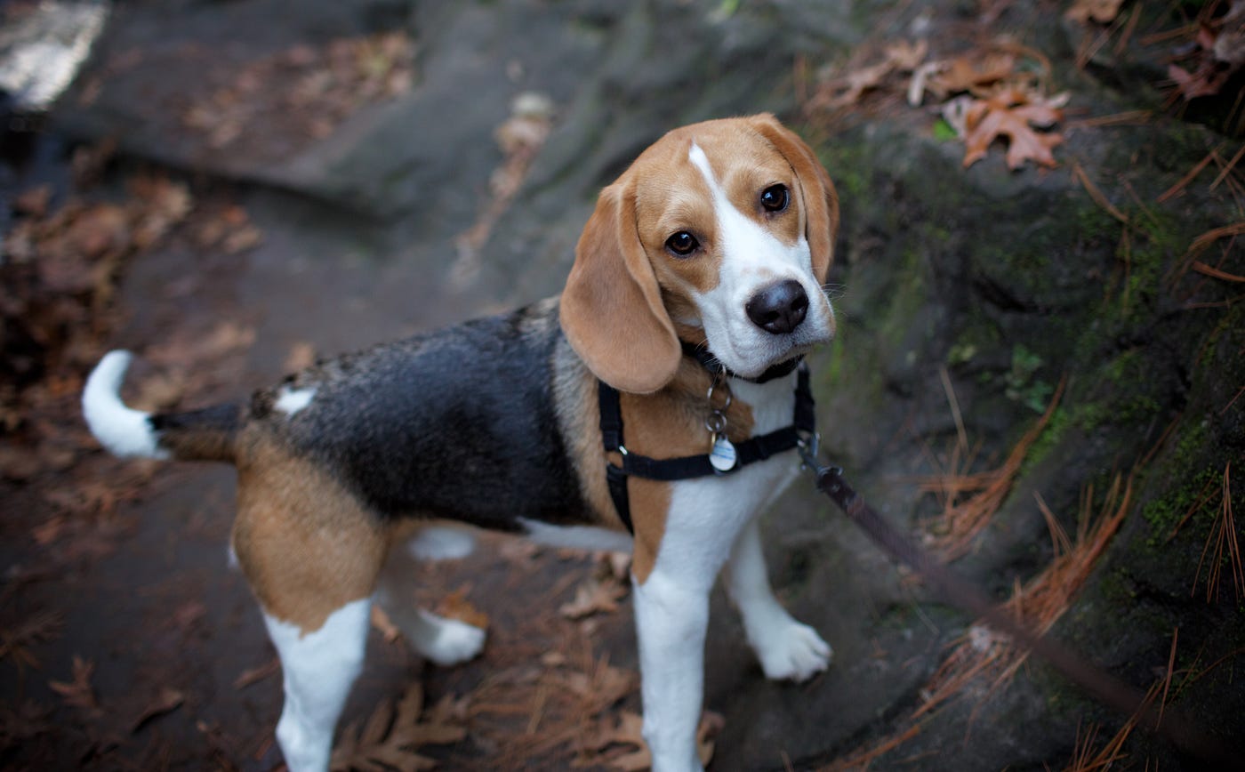 8 best medium sized dog breeds for apartment living by Ali hamza Medium