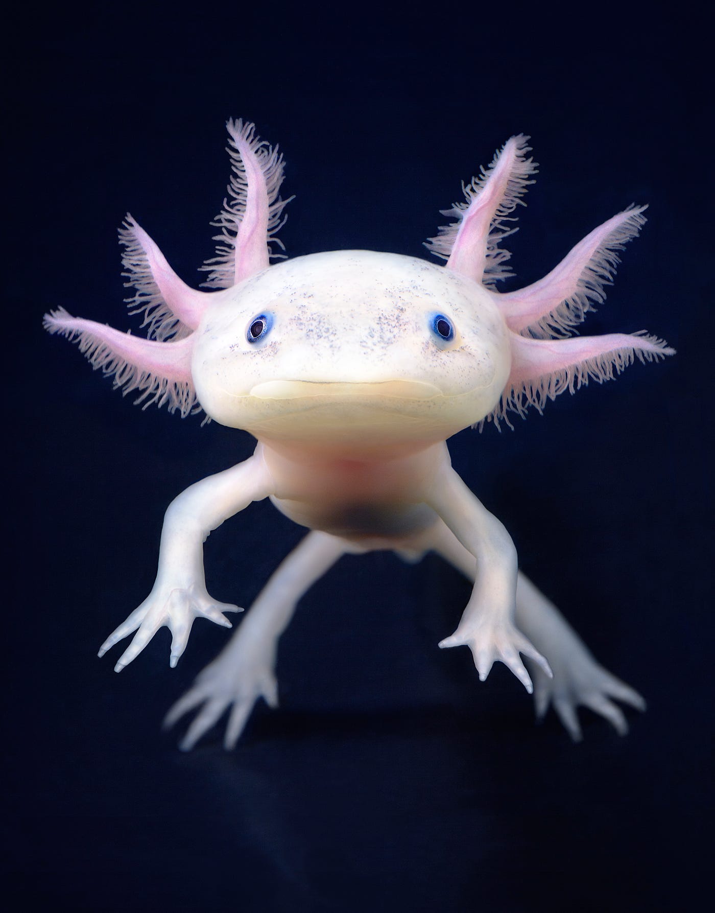 Animales en peligro de extinción